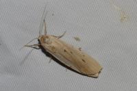 Pelosia muscerda
