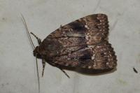 Amphipyra berbera/pyramidea