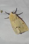 Spilarctia lutea