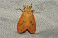 Miltochrista miniata