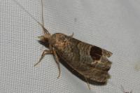 Notocelia uddmanniana