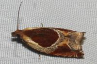 Ancylis unculana