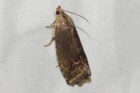 Cydia splendana