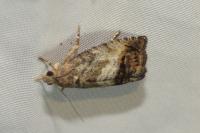 Cydia splendana