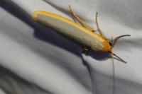 Manulea complana