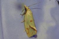 Agapeta hamana