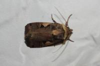 Xestia c-nigrum