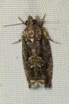 Zeiraphera isertana