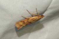 Homoeosoma sinuella