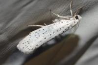 Yponomeuta evonymella