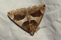 Dysgonia algira