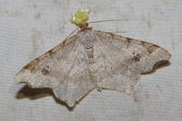Macaria alternata