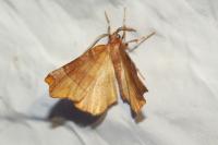 Selenia dentaria