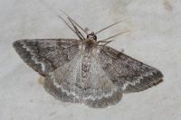 Pseudoterpna coronillaria