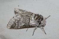 Furcula furcula