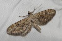 Eupithecia nanata