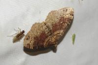 Xanthorhoe ferrugata/spadicearia