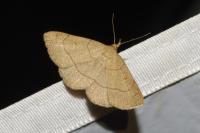 Paracolax tristalis