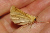 Crocallis elinguaria