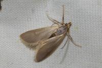 Acentria ephemerella
