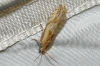 Eucosma cana