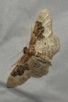 Idaea rusticata