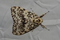 Lymantria monacha