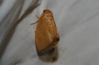Heterogenea asella