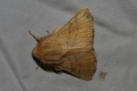 Malacosoma neustria
