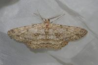 Hypomecis punctinalis