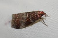 Acrobasis advenella