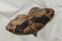 Xanthorhoe ferrugata