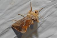 Macdunnoughia confusa
