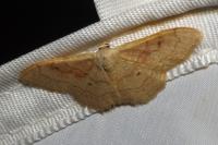 Idaea rubraria
