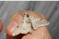 Biston betularia