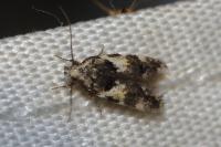 Teleiodes luculella