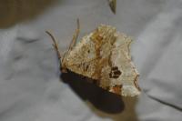 Macaria notata