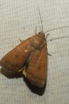 Noctua interjecta