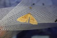 Idaea ochrata