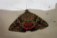 Catocala sponsa