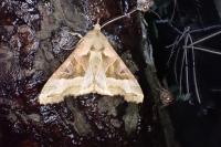 Phlogophora meticulosa