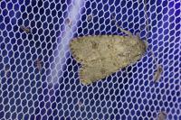 Anarta stigmosa