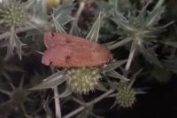 Noctua pronuba