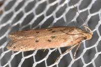 Bryotropha terrella