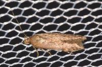 Bryotropha terrella