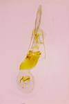 Mompha subbistrigella