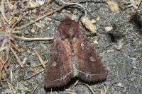 Lacanobia oleracea