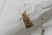 Synaphe punctalis