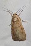 Spodoptera exigua