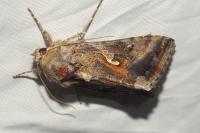 Autographa gamma